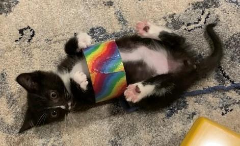 Violet and Dash, Adopted, Kitten Male Domestic Short Hair.