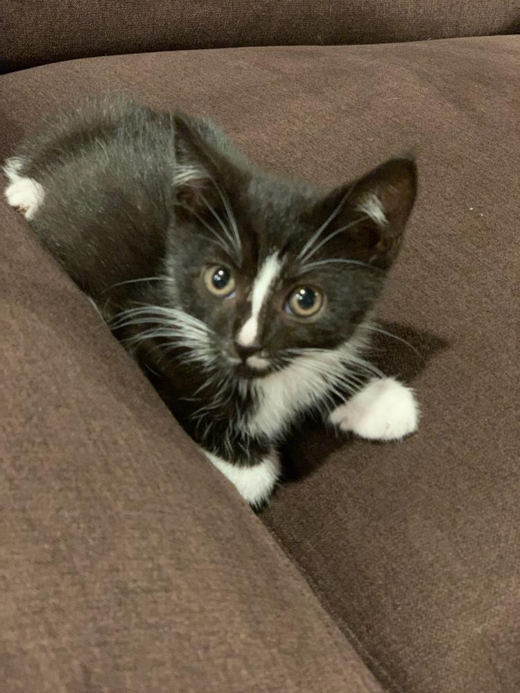 Enlarge Violet and Dash, a Adopted mixed breed in Walla Walla, WA image 5/6