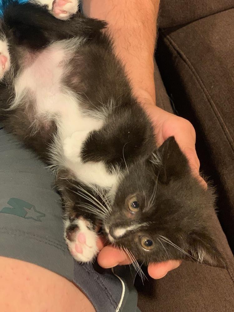 Enlarge Violet and Dash, a Adopted mixed breed in Walla Walla, WA image 6/6