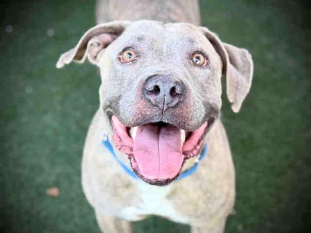 Enlarge CHUCK, a Adoptable Pit Bull Terrier in Bonita, CA image 1/1