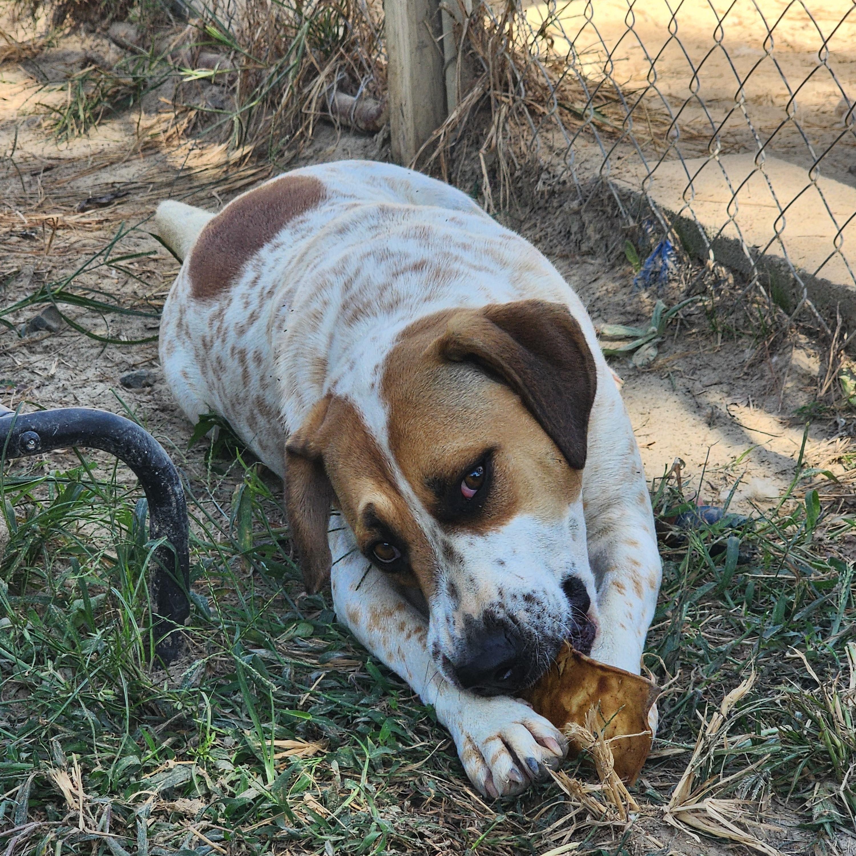 Zeus, Adoptable, Young Male Mixed Breed.