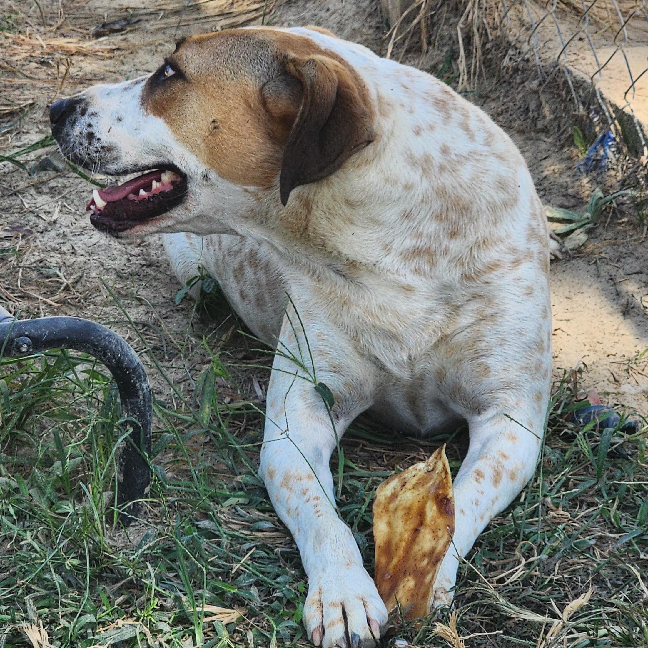 Enlarge Zeus, a Adoptable Mixed Breed in Benson, NC image 2/4