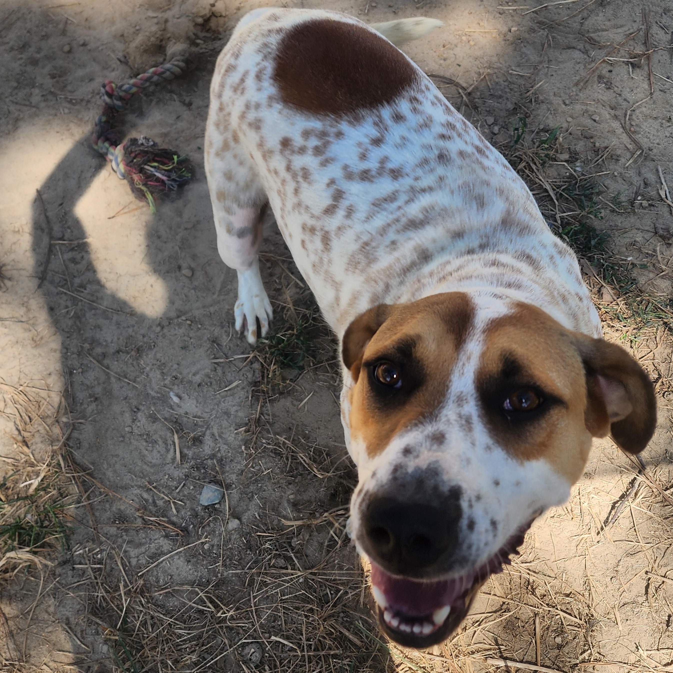 Enlarge Zeus, a Adoptable Mixed Breed in Benson, NC image 3/4