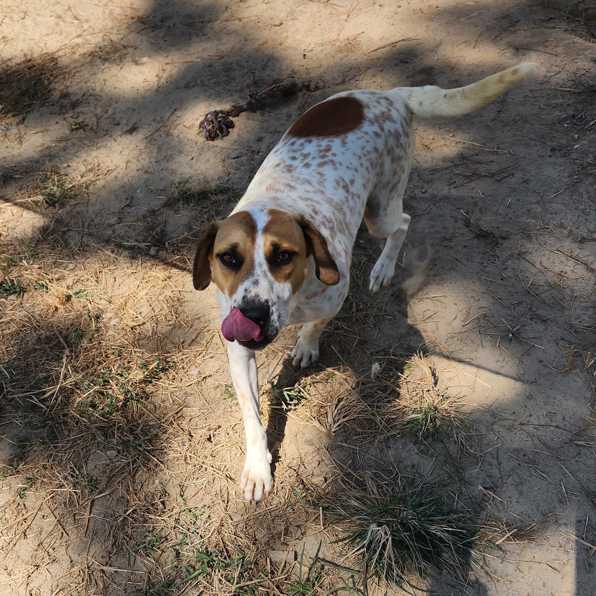 Enlarge Zeus, a Adoptable Mixed Breed in Benson, NC image 4/4