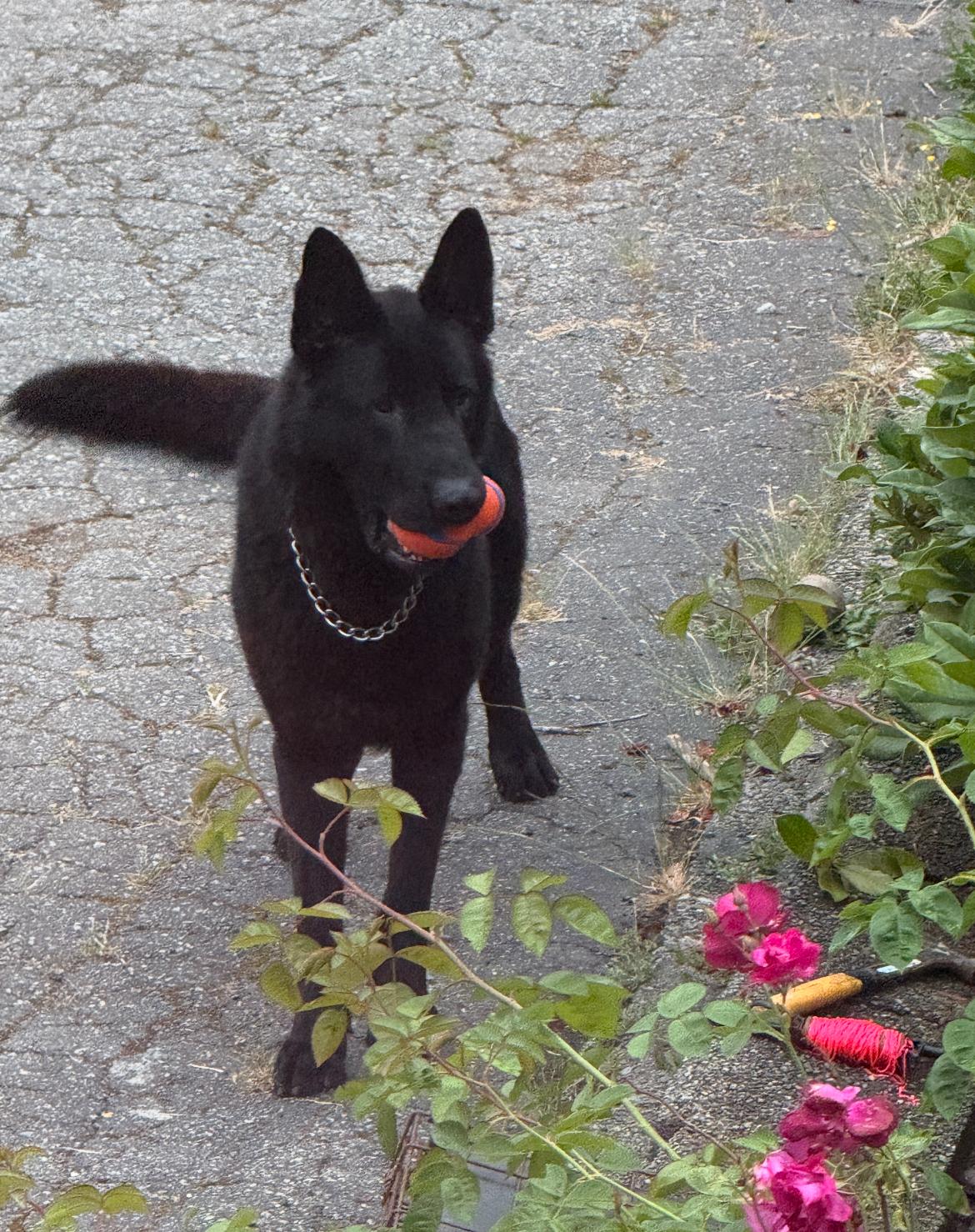 Max, Adult Male German Shepherd Dog