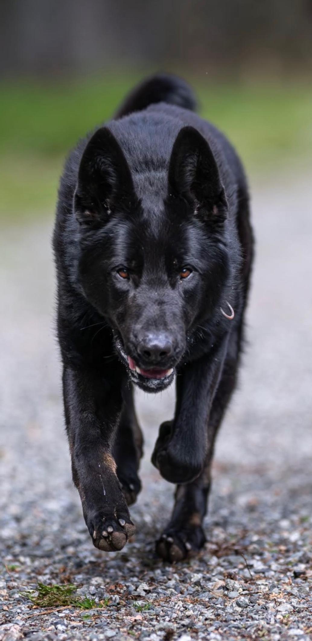 Max, an adoptable German Shepherd Dog in Abbotsford, BC, V2S 1W1 | Photo Image 2