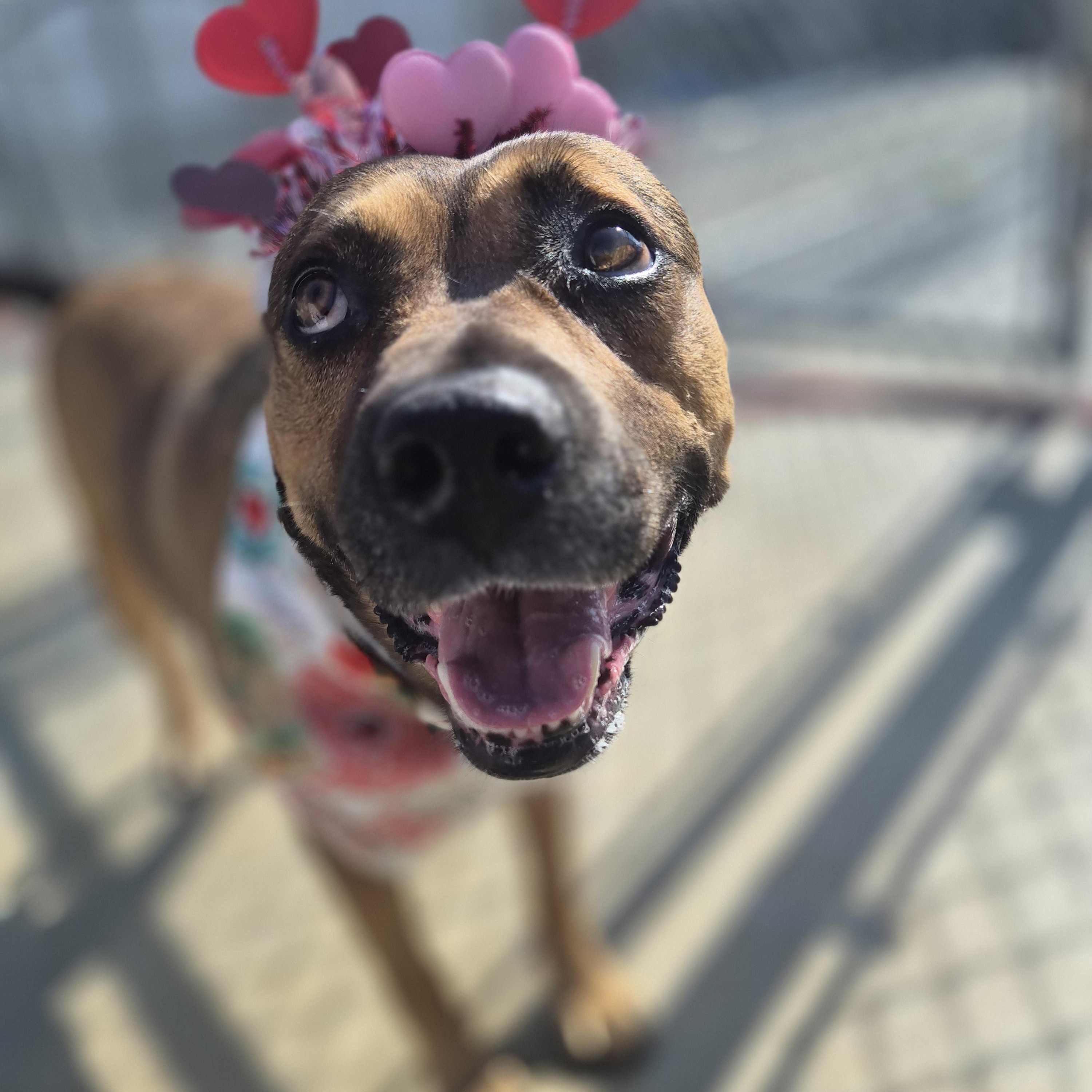 Enlarge Lucky, a ADOPTABLE mixed breed in Cornelius, NC image 1/6