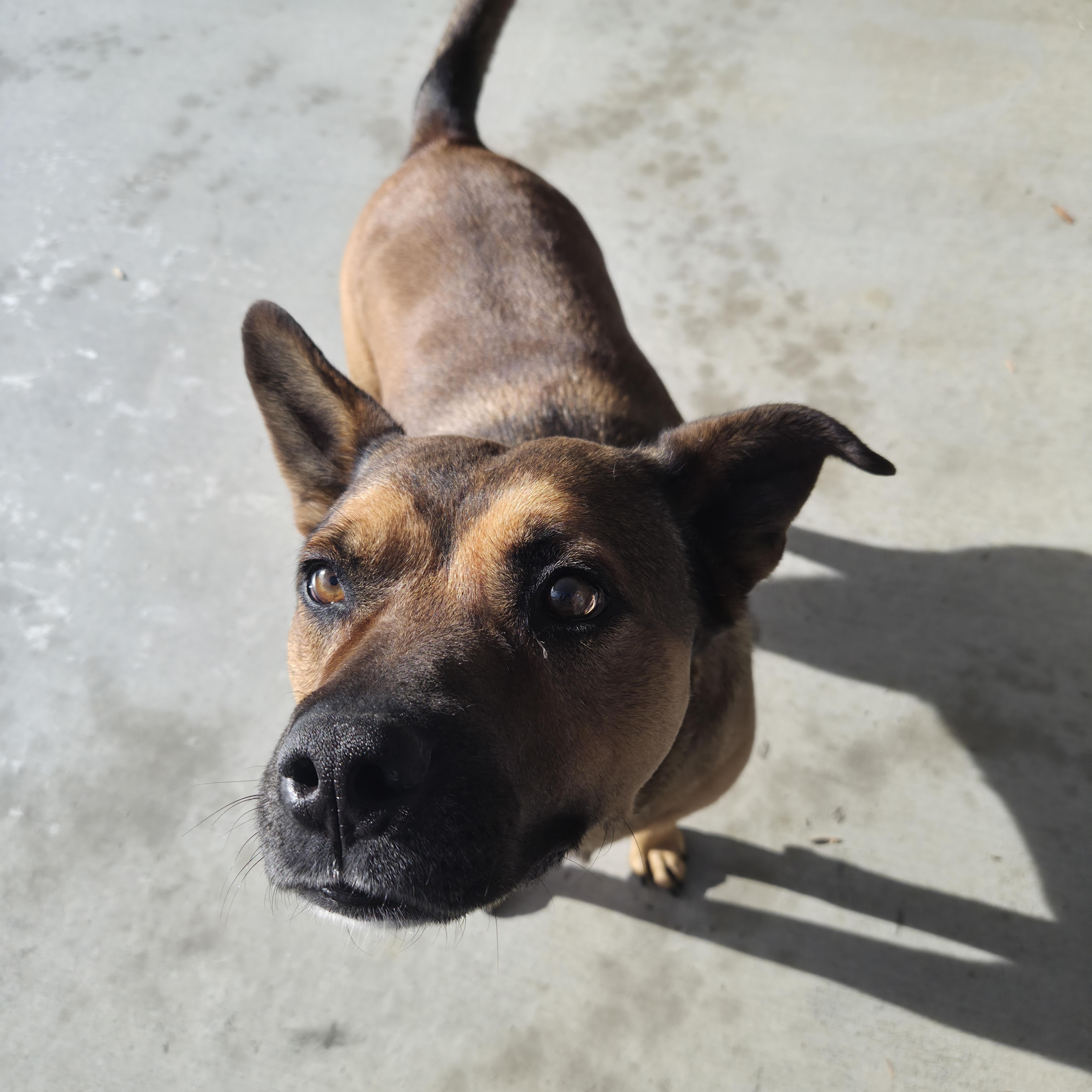 Enlarge Lucky, a ADOPTABLE mixed breed in Cornelius, NC image 1/6