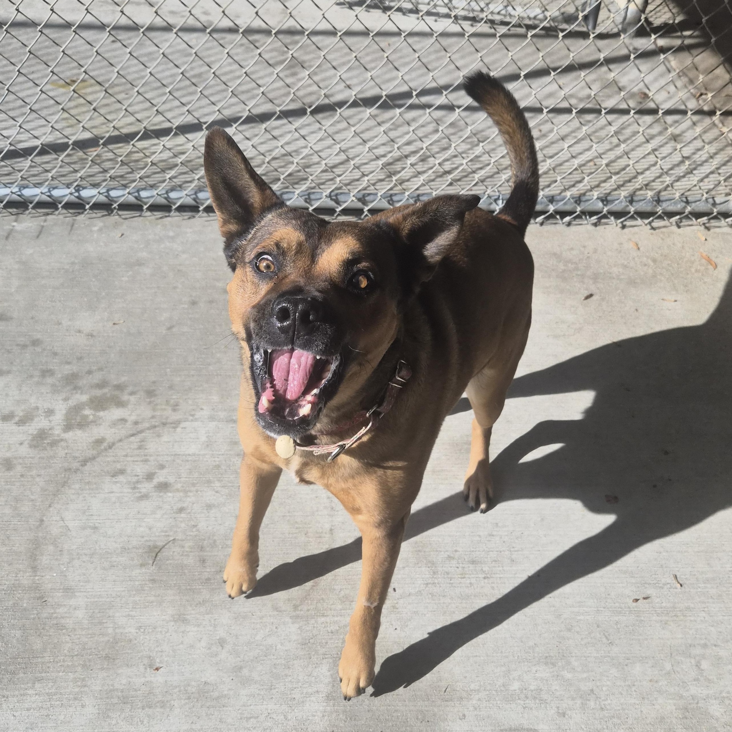 Enlarge Lucky, a ADOPTABLE mixed breed in Cornelius, NC image 2/6