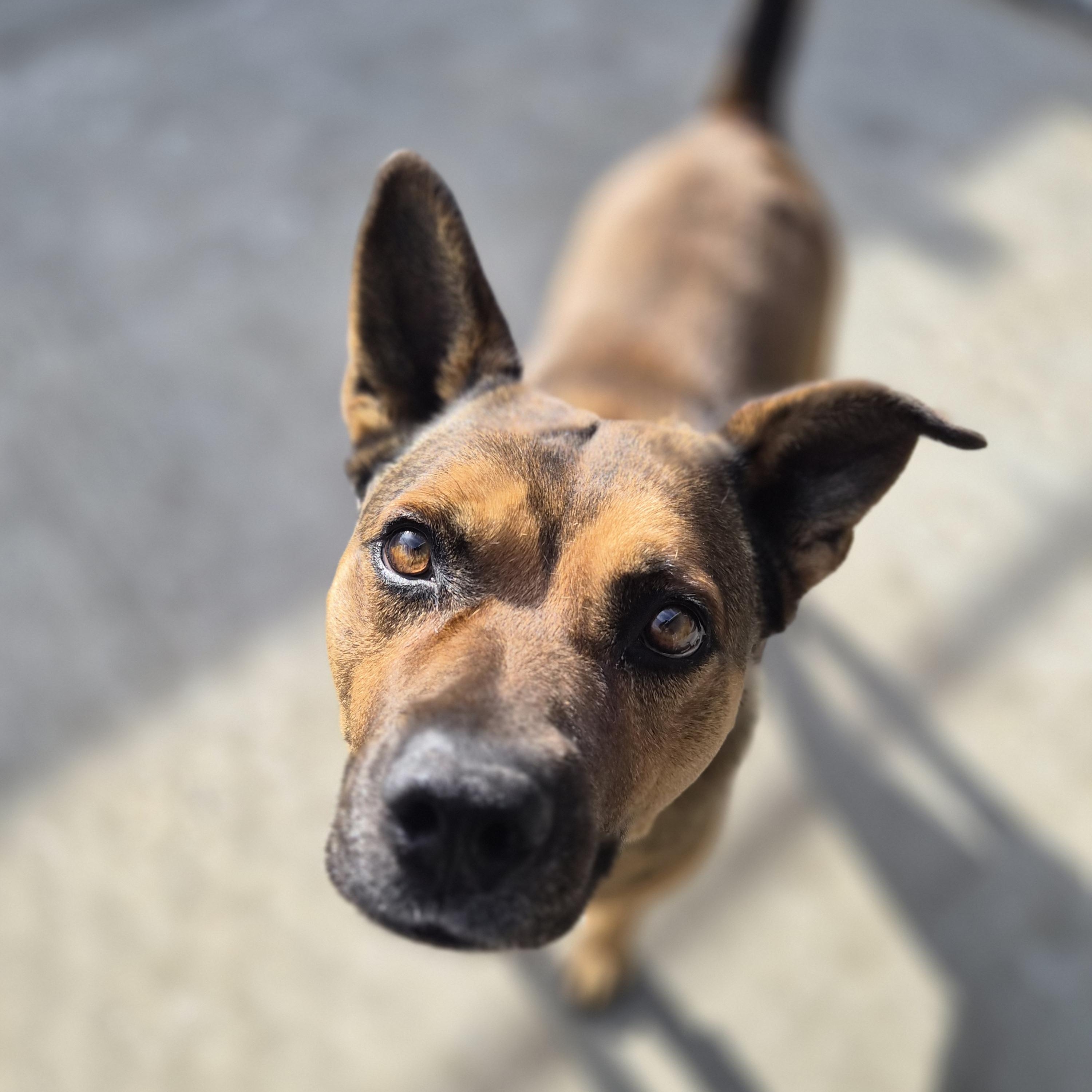Enlarge Lucky, a ADOPTABLE mixed breed in Cornelius, NC image 2/6