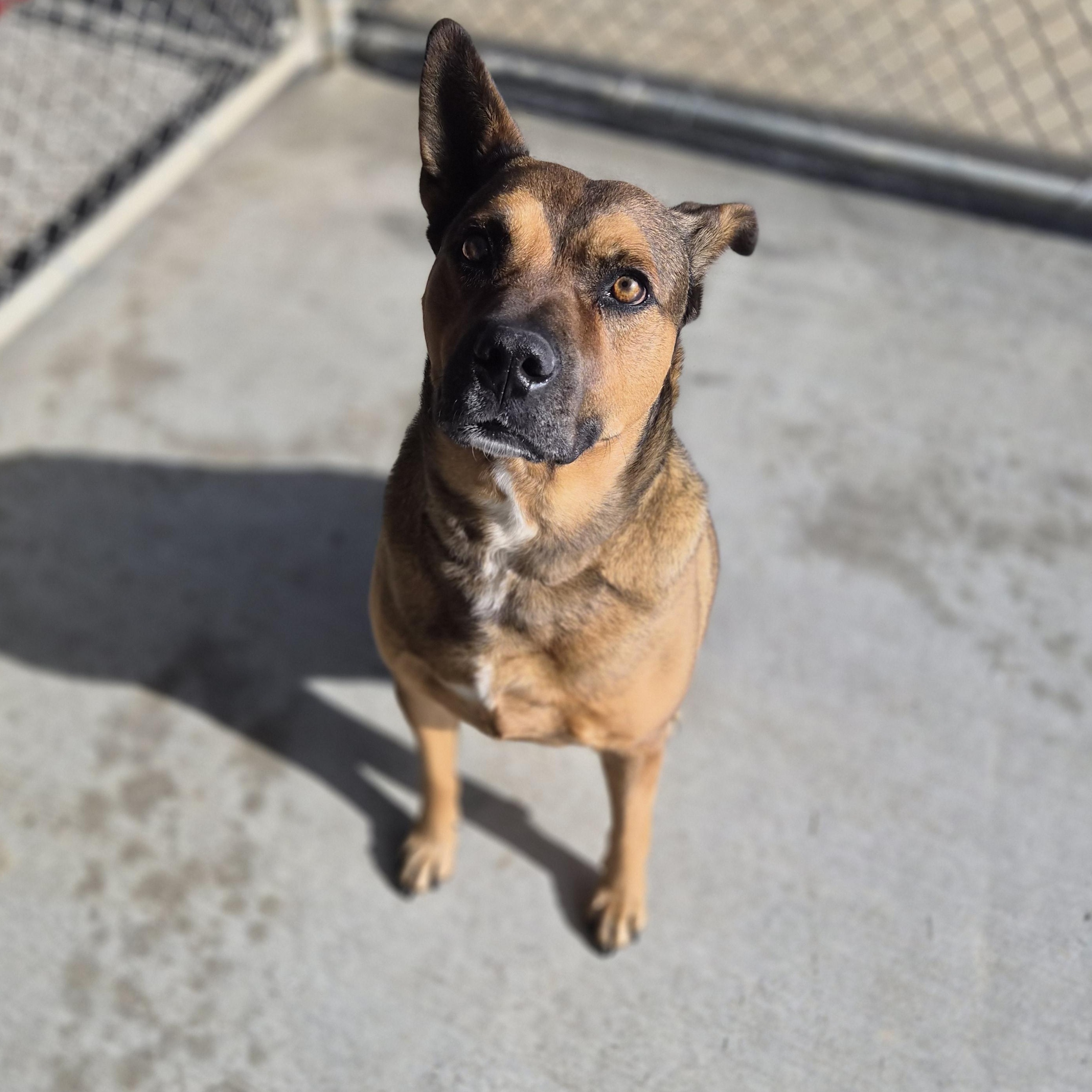 Enlarge Lucky, a ADOPTABLE mixed breed in Cornelius, NC image 3/6