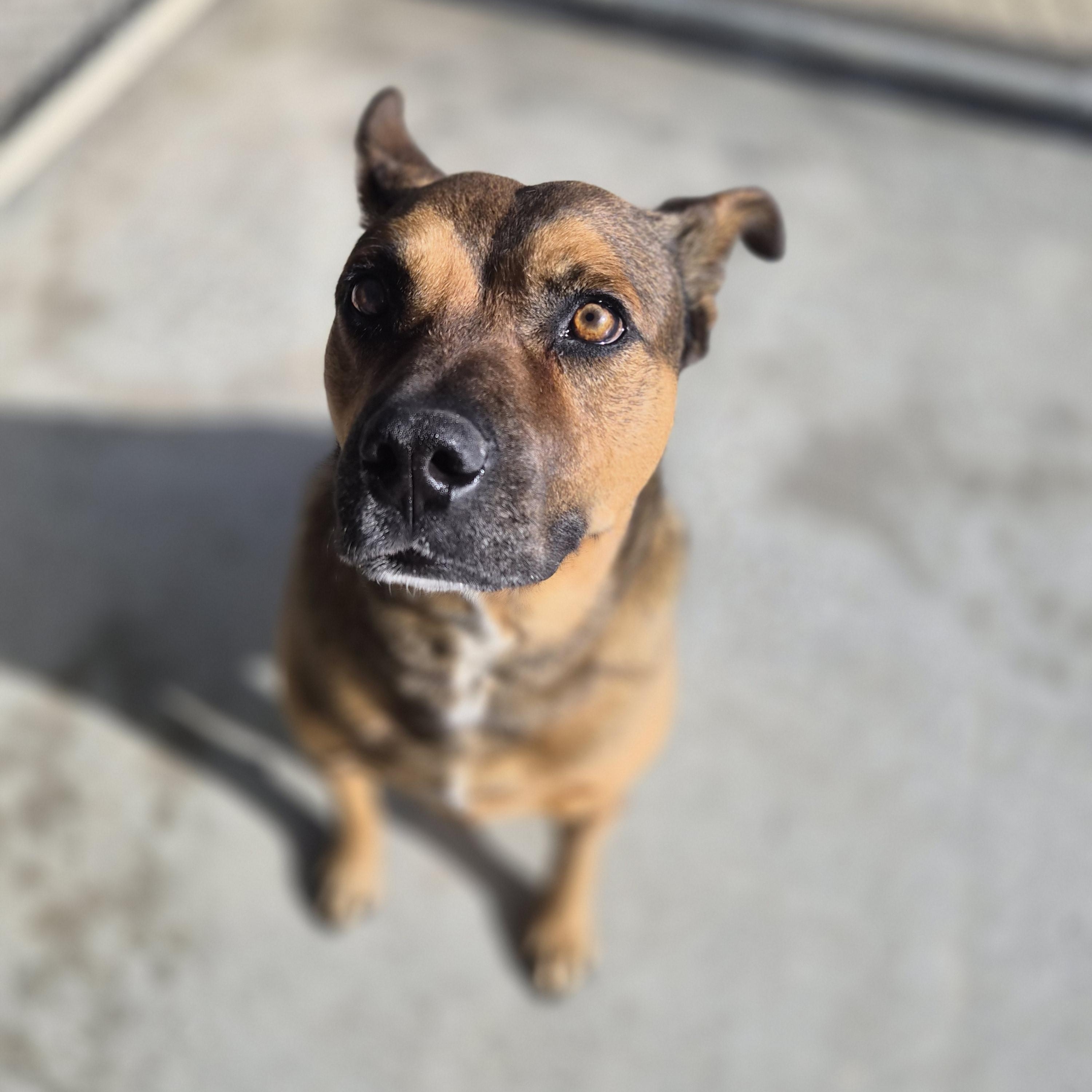 Enlarge Lucky, a ADOPTABLE mixed breed in Cornelius, NC image 4/6