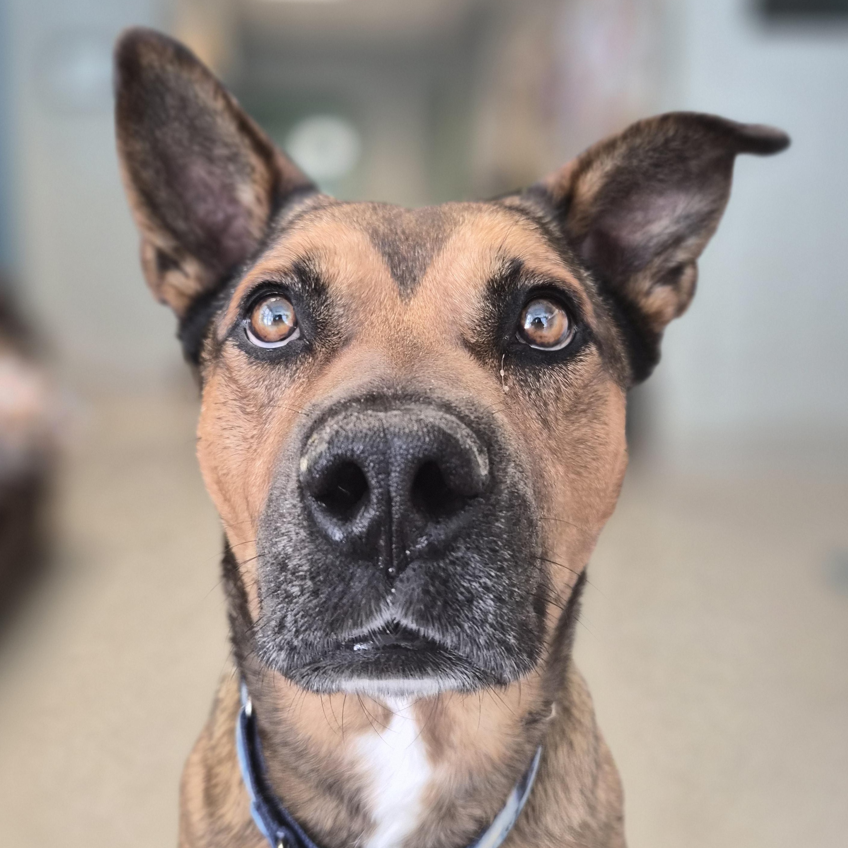 Lucky, adopted, Adult Male Shepherd & German Shepherd Dog.