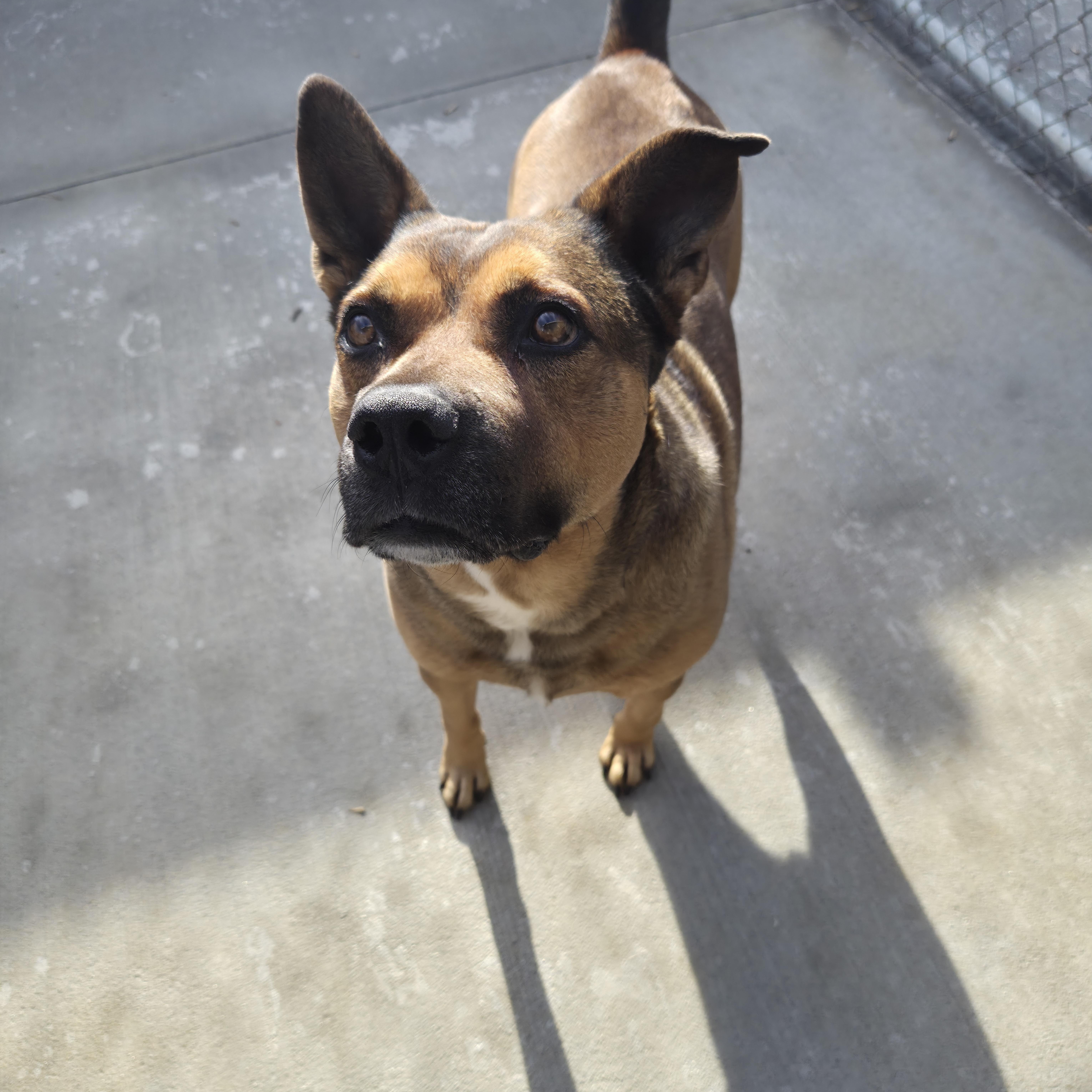 Enlarge Lucky, a ADOPTABLE mixed breed in Cornelius, NC image 5/6