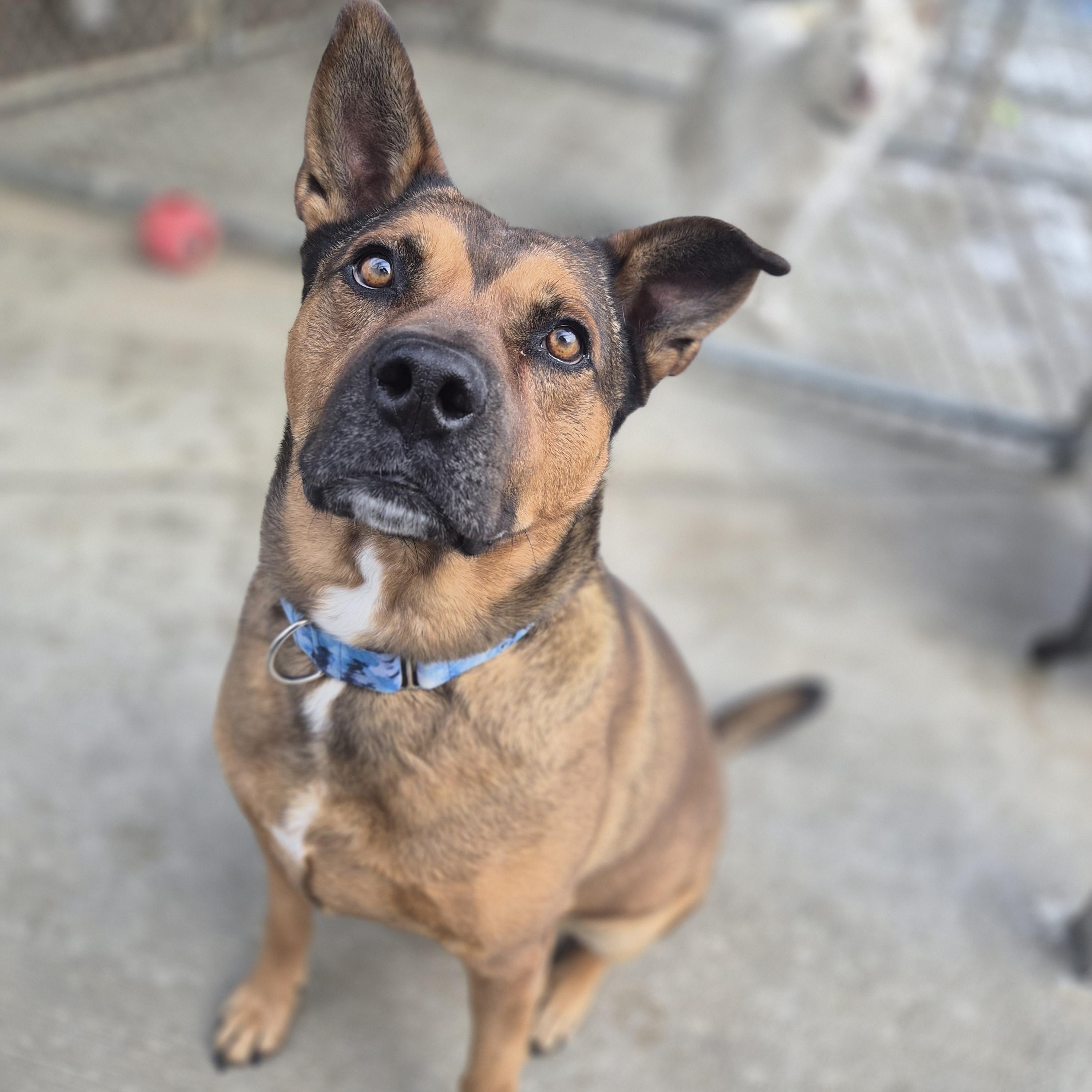 Enlarge Lucky, a ADOPTABLE mixed breed in Cornelius, NC image 2/6