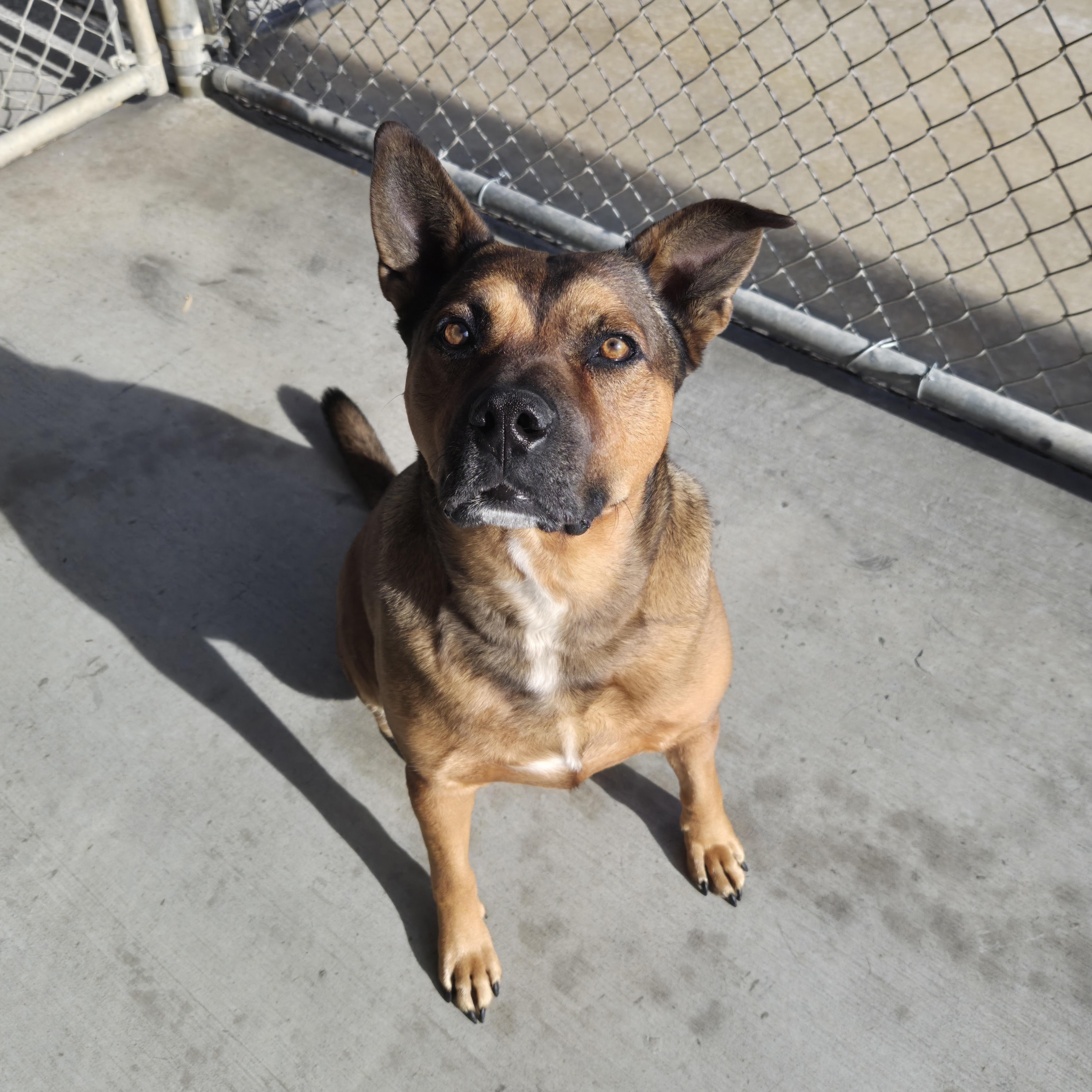 Enlarge Lucky, a ADOPTABLE mixed breed in Cornelius, NC image 6/6