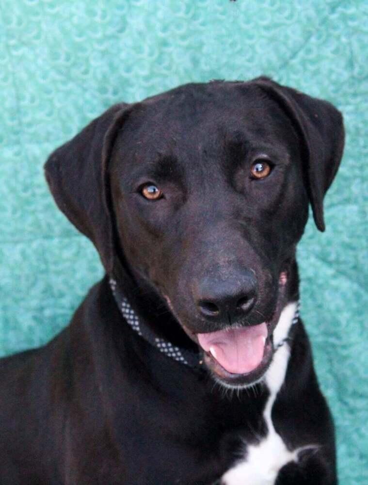 Ruffles, Adoptable, Puppy Female Labrador Retriever & American Bully.