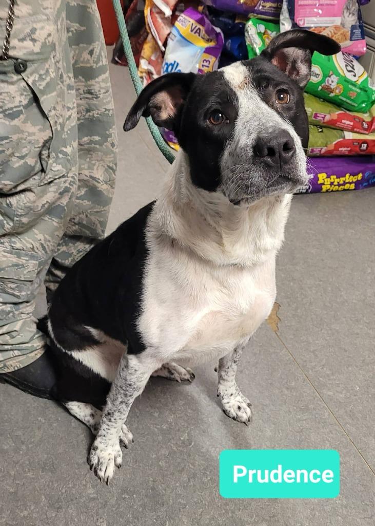 Prudence thumbnail 2