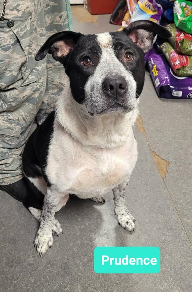 Prudence thumbnail 3