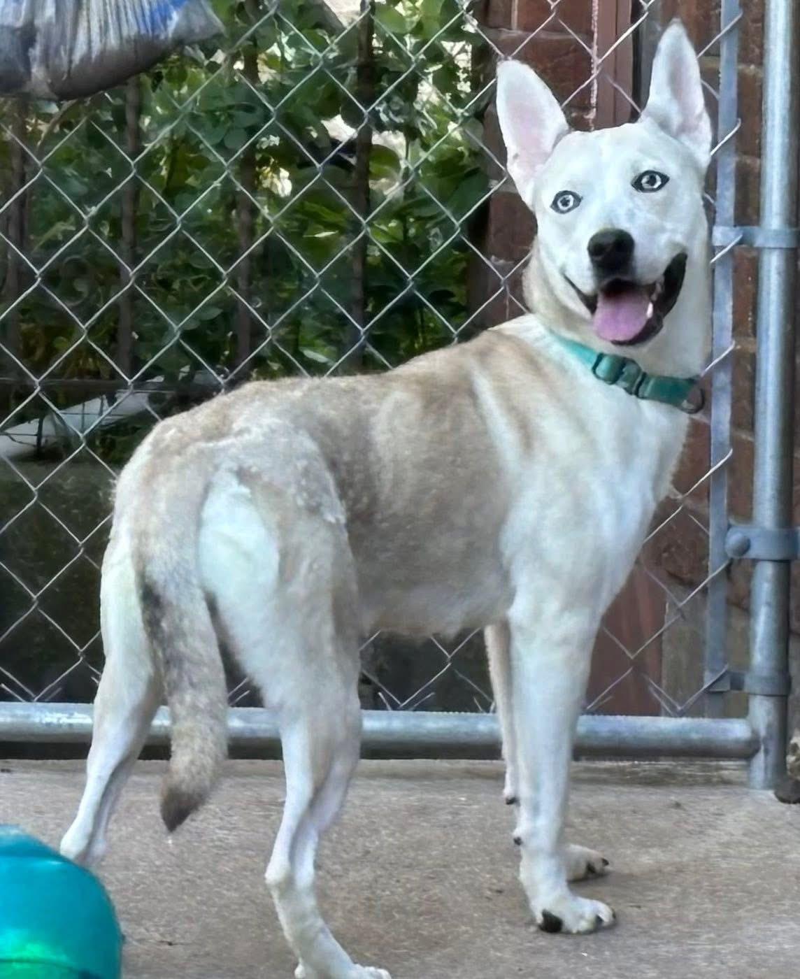 Delilah