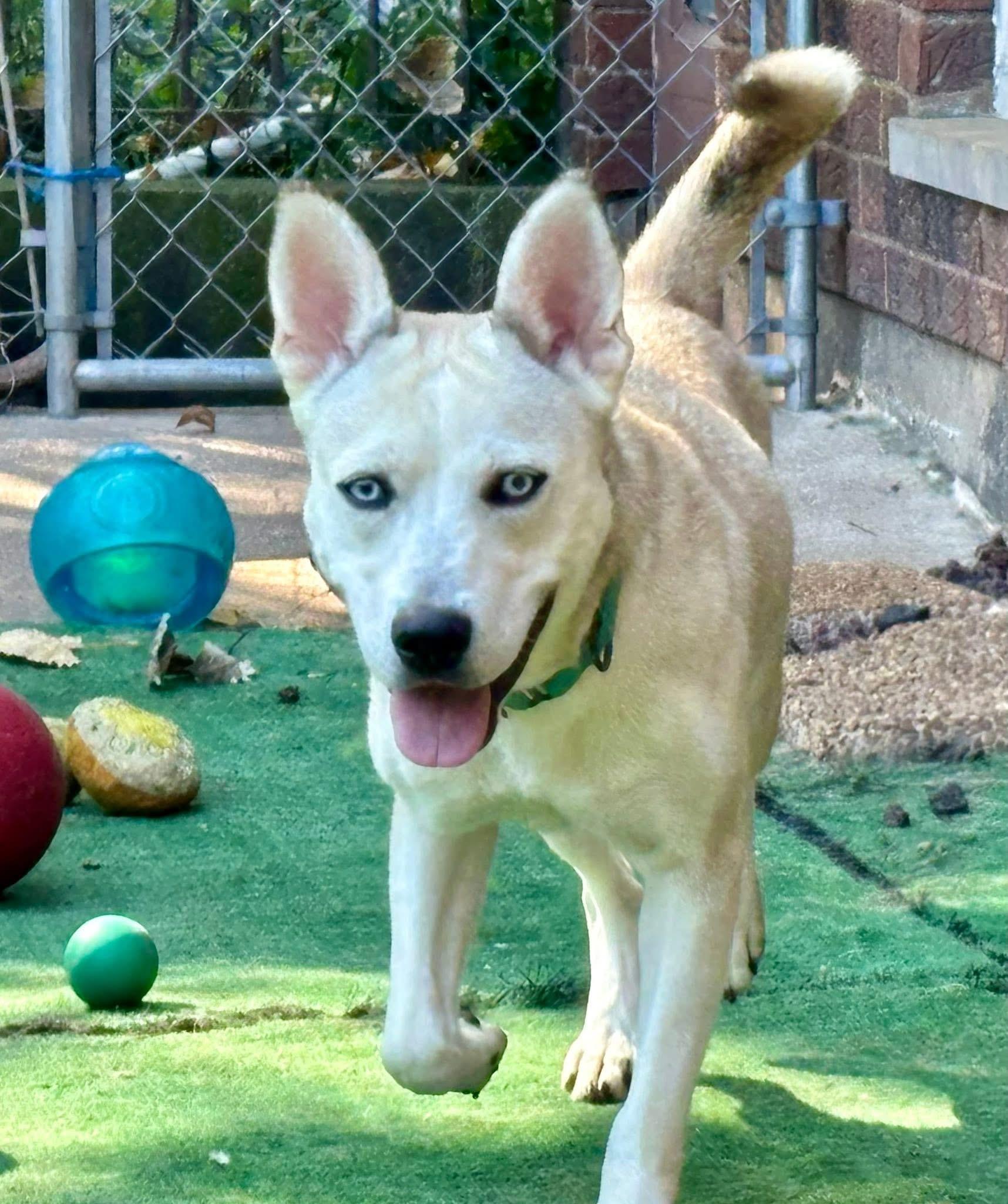 Delilah, Adoptable, Young Female Mixed Breed.