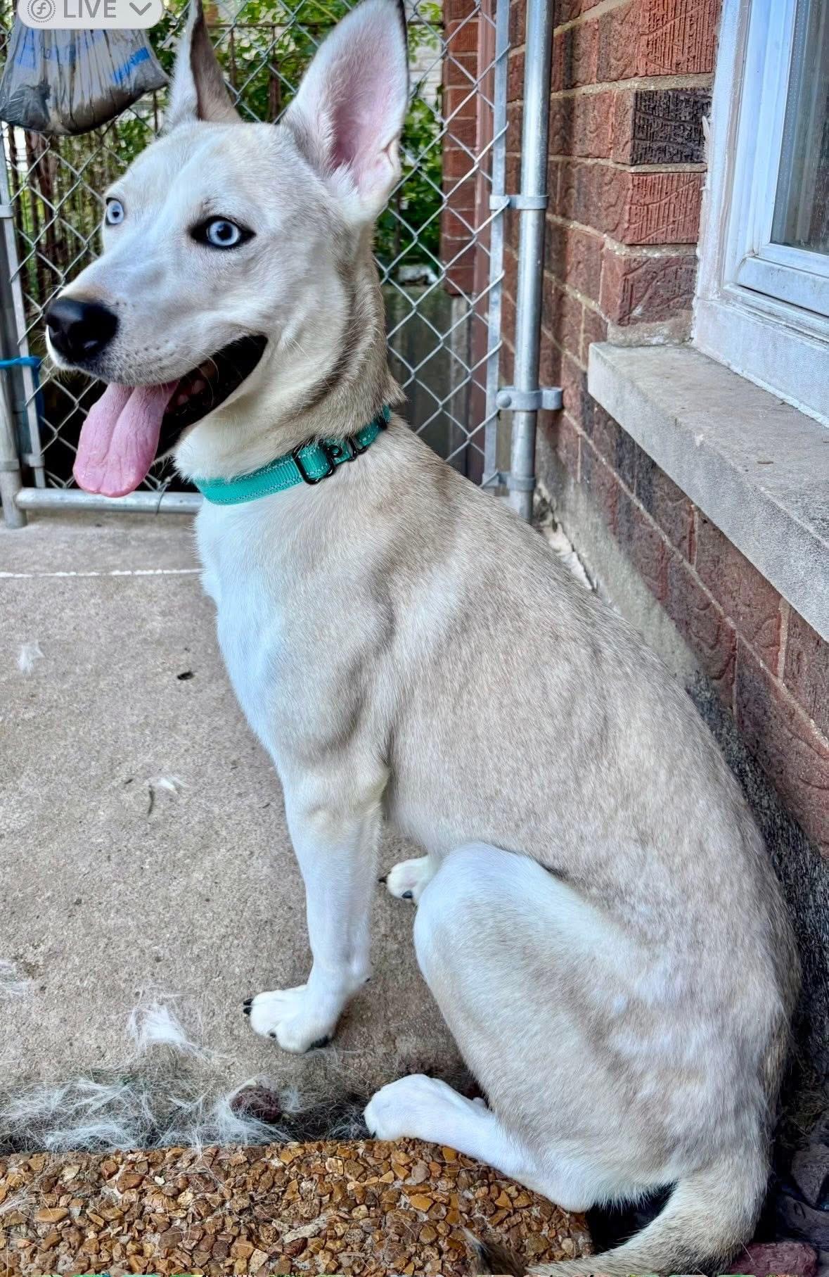 Delilah, a Adoptable Mixed Breed in Orland Park, IL image 2/6