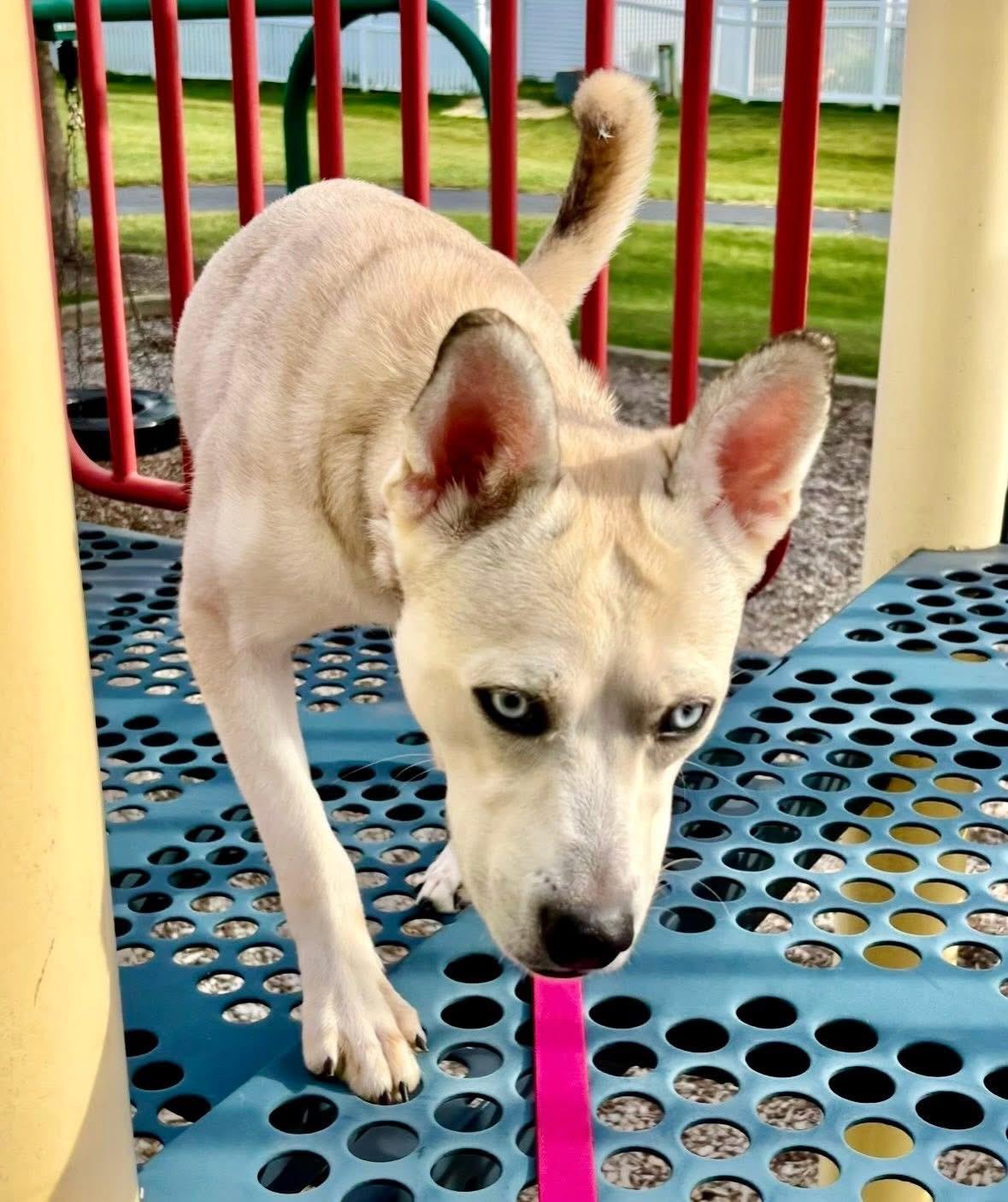 Delilah, a Adoptable Mixed Breed in Orland Park, IL image 3/6