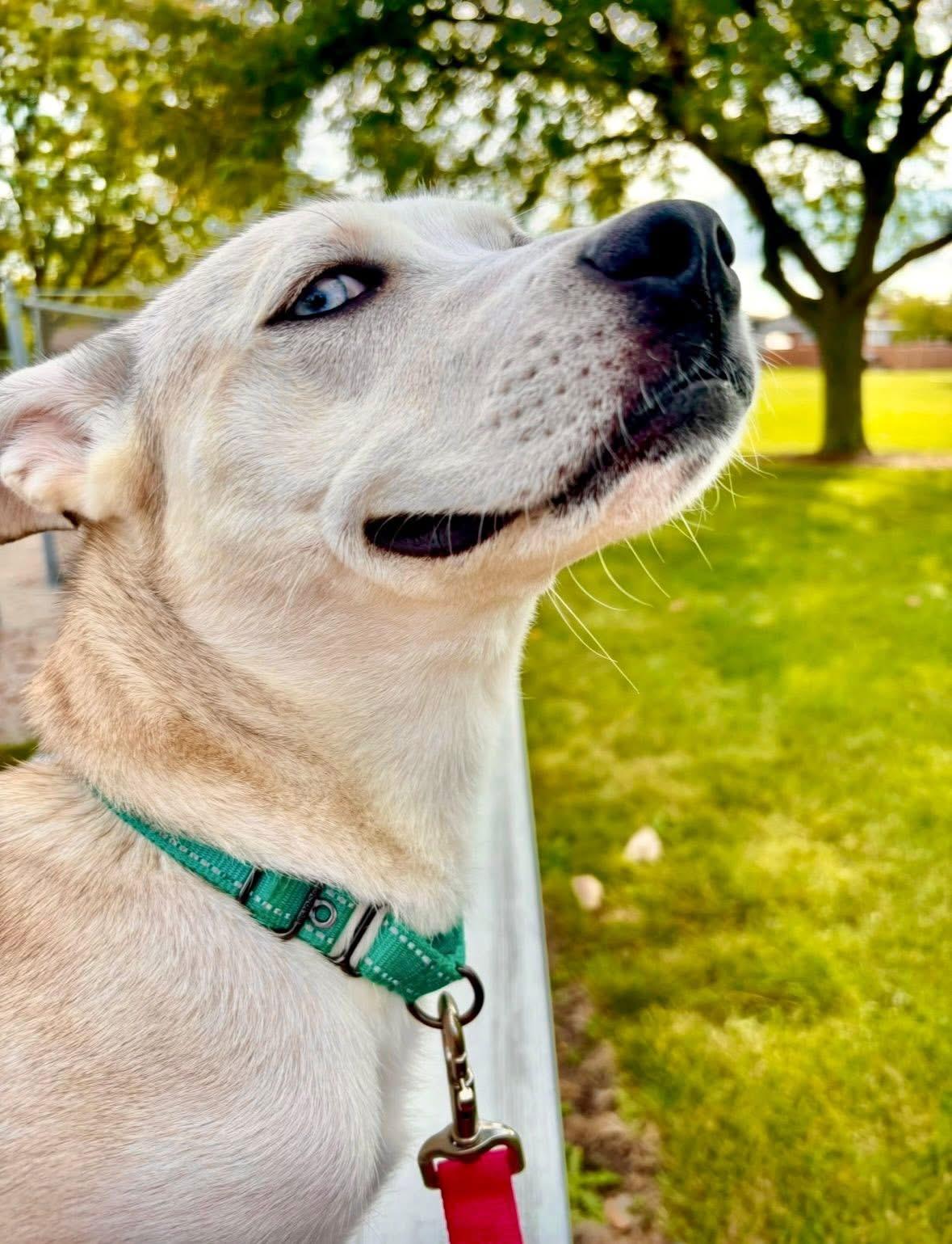 Delilah, a Adoptable Mixed Breed in Orland Park, IL image 4/6