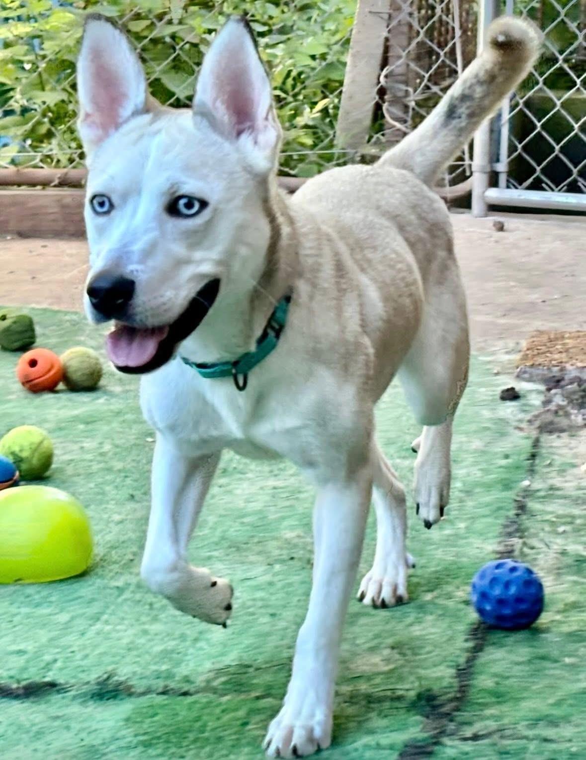 Delilah, a Adoptable Mixed Breed in Orland Park, IL image 5/6