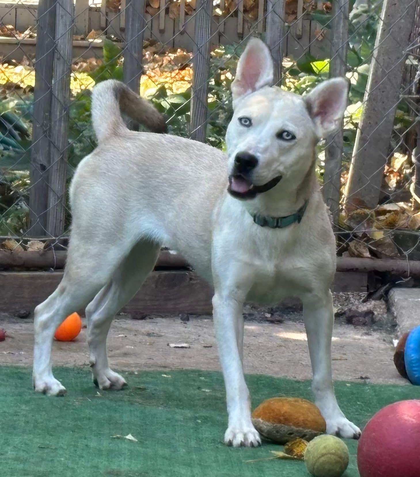 Delilah, a Adoptable Mixed Breed in Orland Park, IL image 6/6