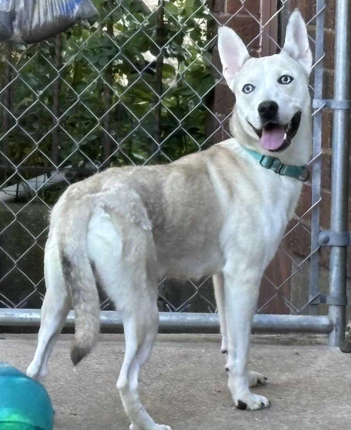 Delilah