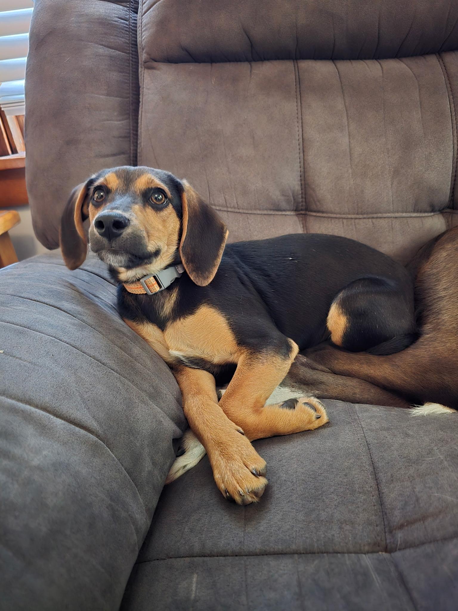 Cleo, an adopted mixed breed in Sioux City, IA image 5/6