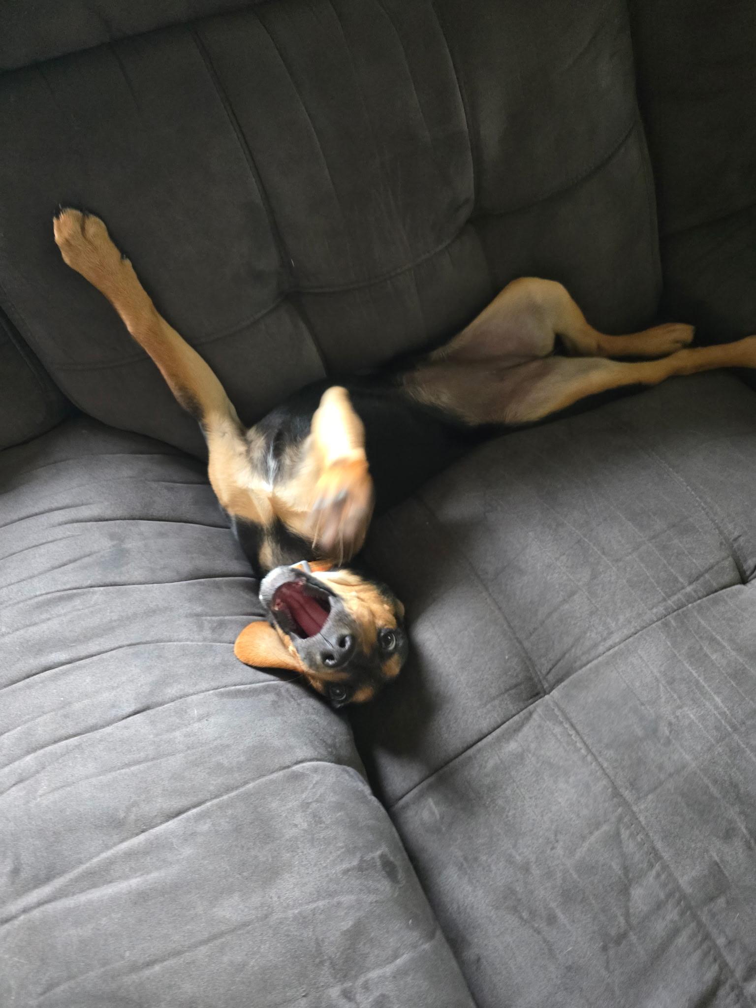 Cleo, an adopted mixed breed in Sioux City, IA image 4/6