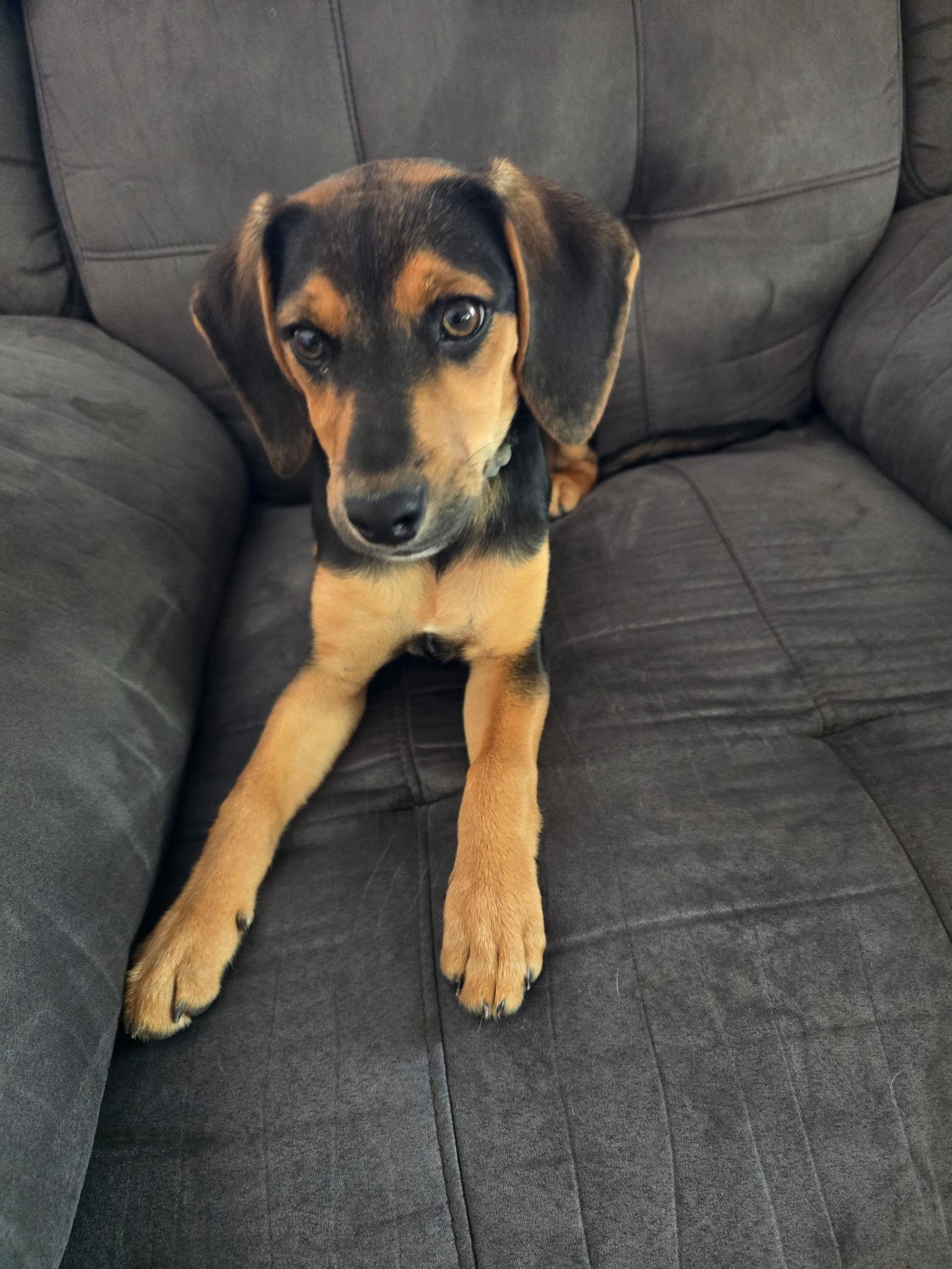 Cleo, adopted, Puppy Female Beagle.