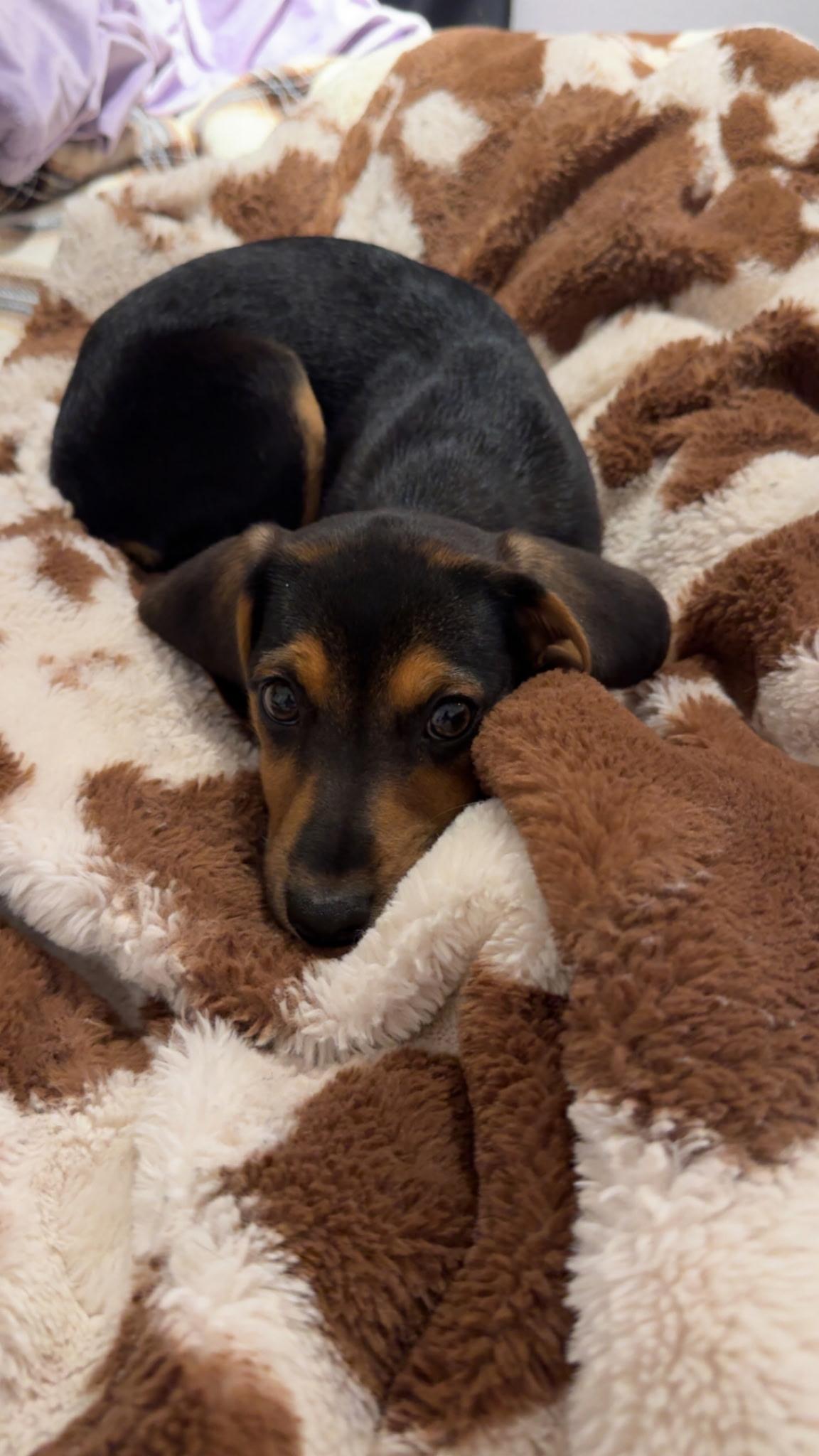 Cleo, an adopted mixed breed in Sioux City, IA image 6/6