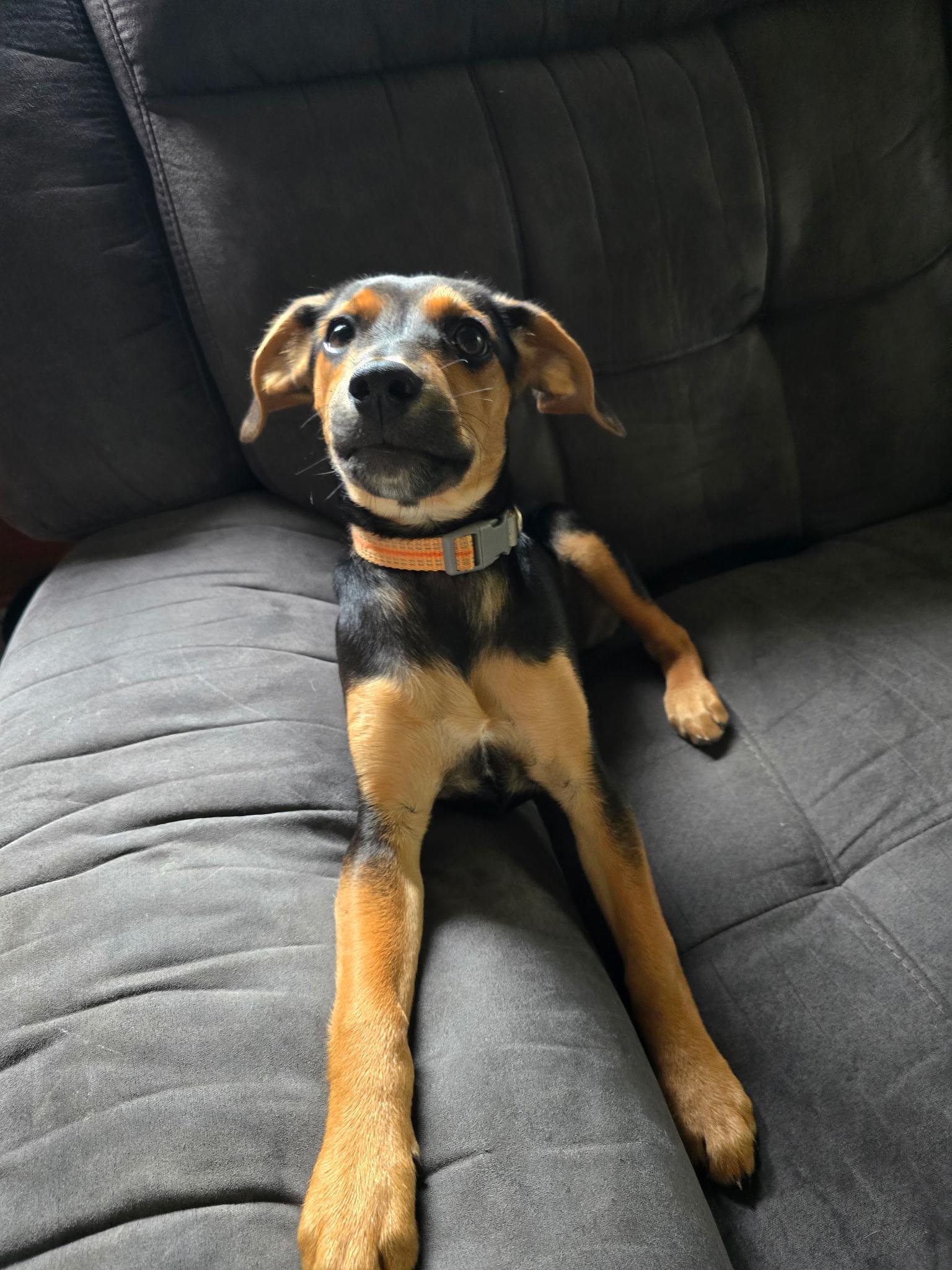 Cleo, an adopted mixed breed in Sioux City, IA image 3/6