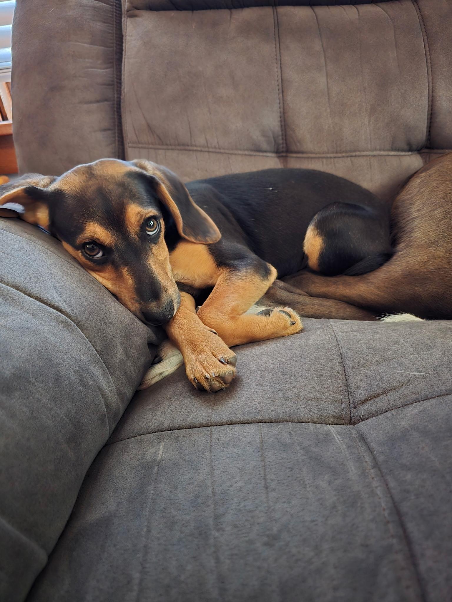 Cleo, an adopted mixed breed in Sioux City, IA image 2/6