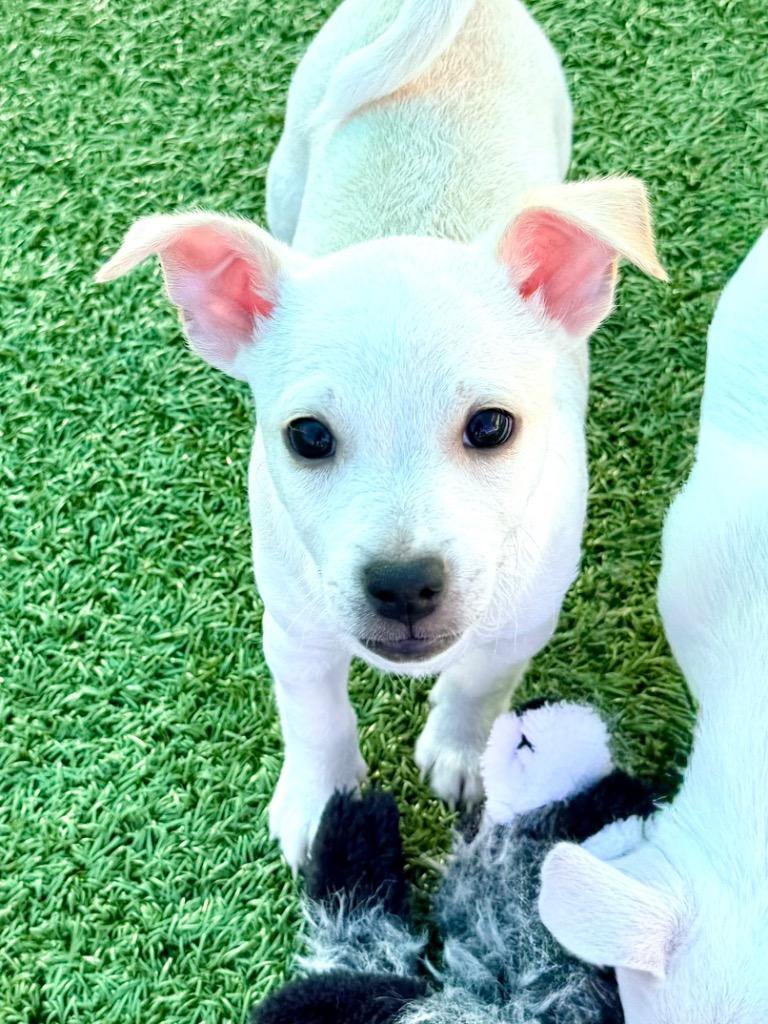 Dormilon, Adoptable, Puppy Male Chihuahua.