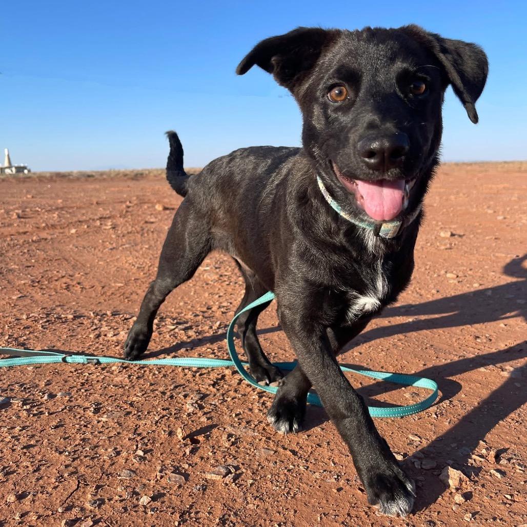 Bruce Wayne/Jaa'abani, Adoptable, Young Male Shepherd.