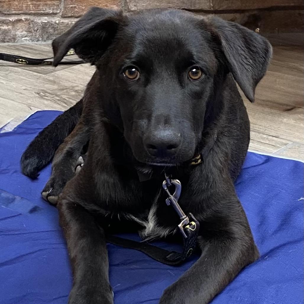 Enlarge Bruce Wayne/Jaa'abani, a Adoptable Shepherd in Tuba City, AZ image 2/6