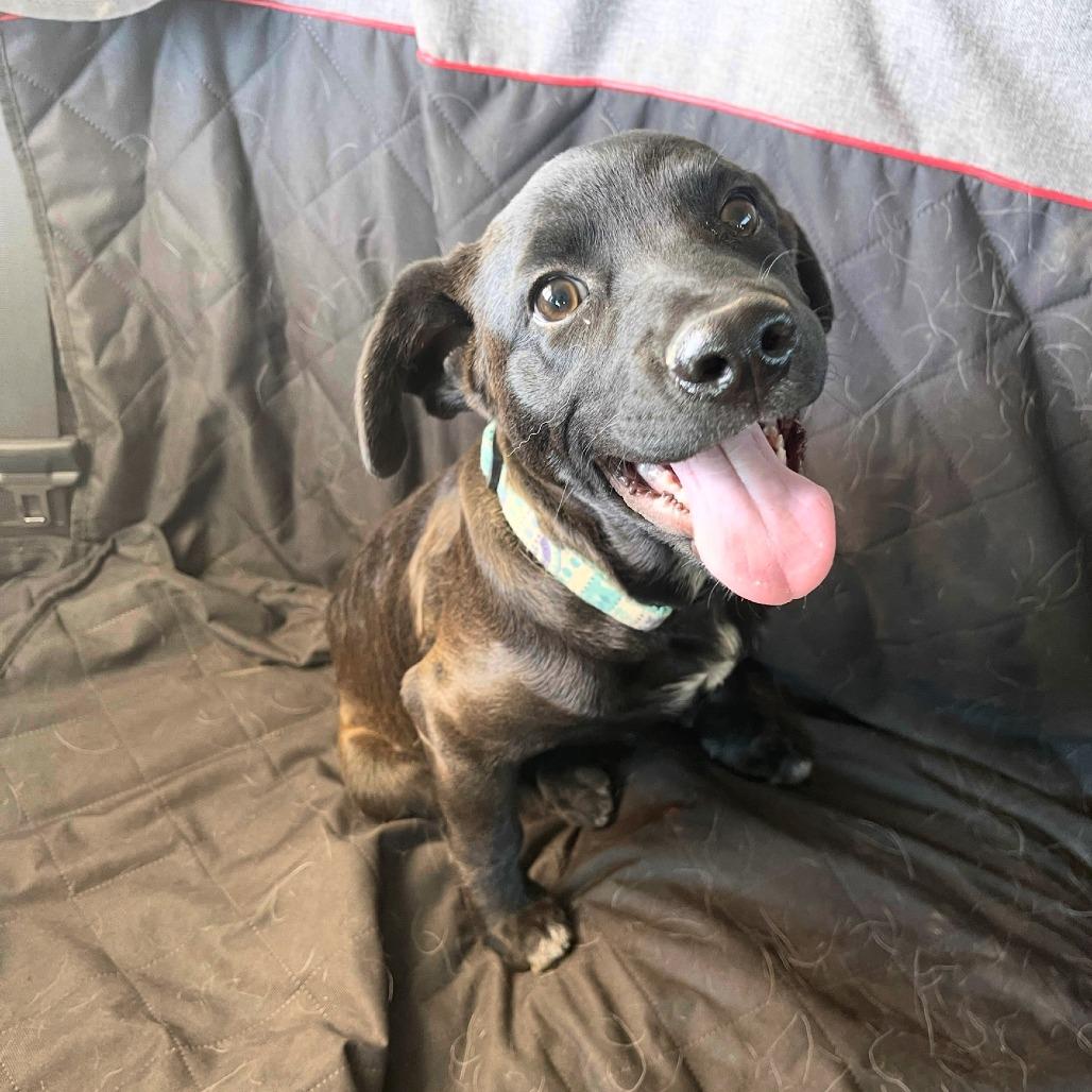 Enlarge Bruce Wayne/Jaa'abani, a Adoptable Shepherd in Tuba City, AZ image 3/6