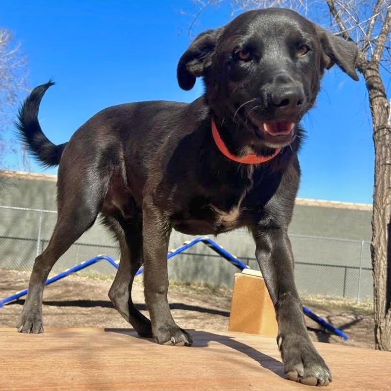 Enlarge Bruce Wayne/Jaa'abani, a Adoptable Shepherd in Tuba City, AZ image 3/6