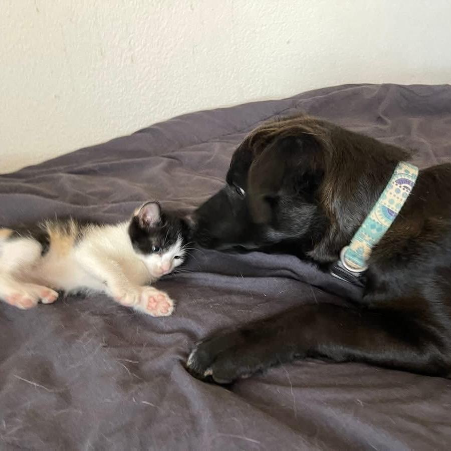 Enlarge Bruce Wayne/Jaa'abani, a Adoptable Shepherd in Tuba City, AZ image 4/6