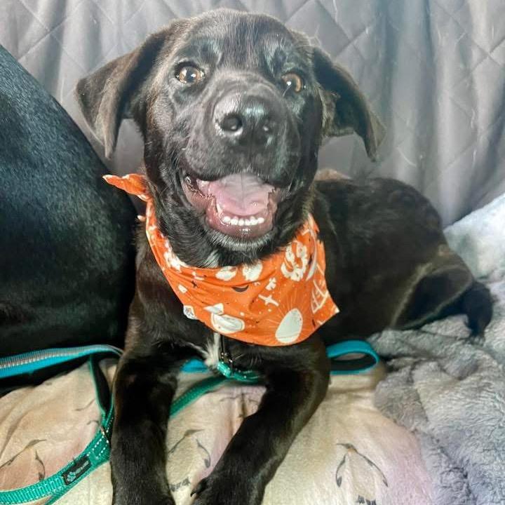 Enlarge Bruce Wayne/Jaa'abani, a Adoptable Shepherd in Tuba City, AZ image 5/6