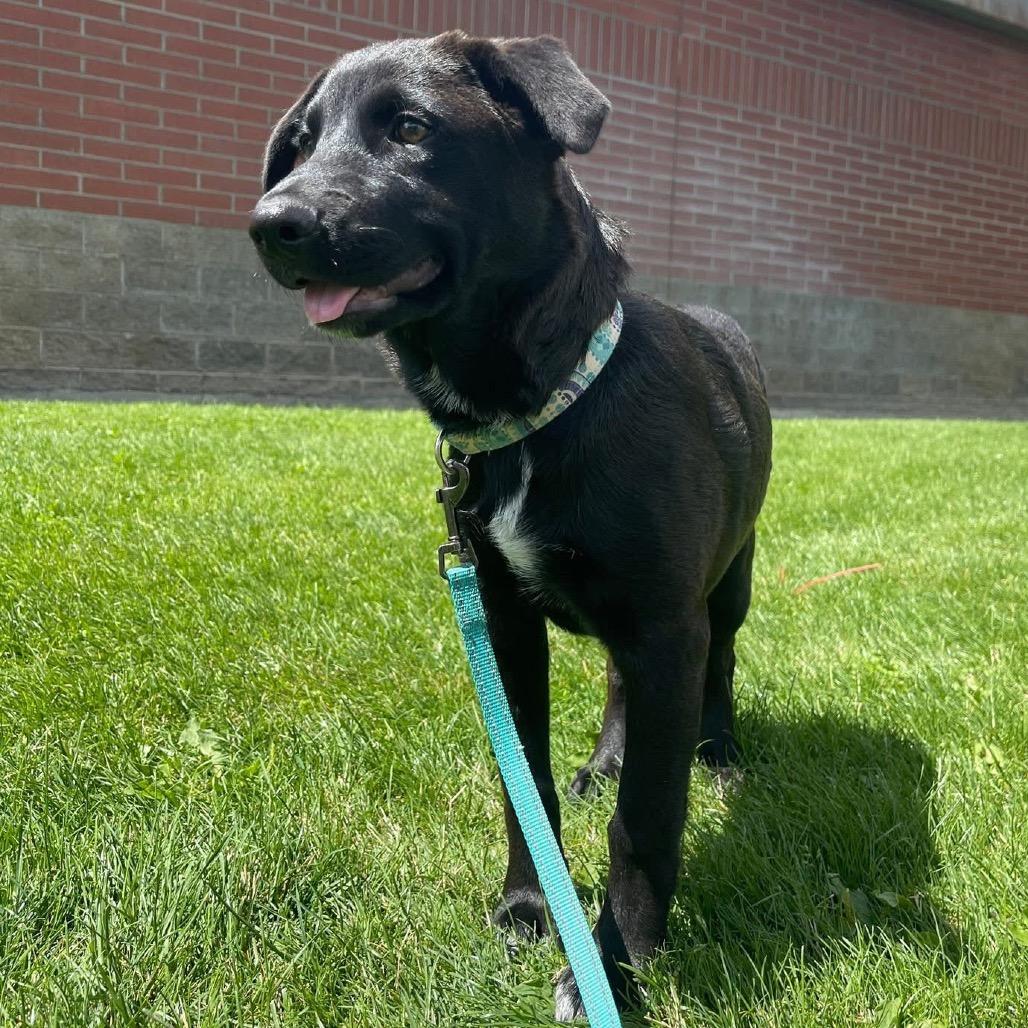 Enlarge Bruce Wayne/Jaa'abani, a Adoptable Shepherd in Tuba City, AZ image 6/6