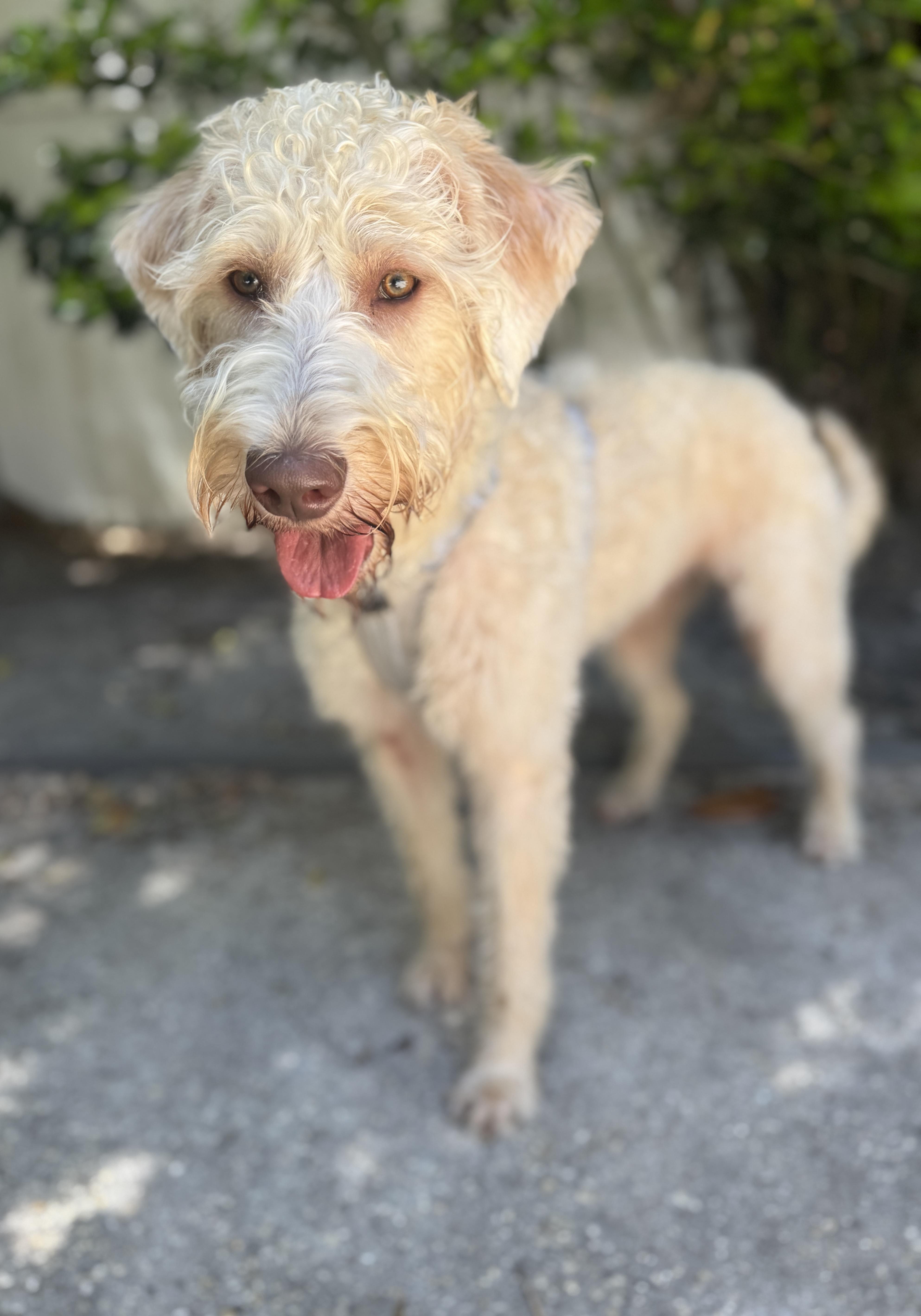 Enlarge Remy, a ADOPTABLE Labradoodle in Navarre, FL image 2/4