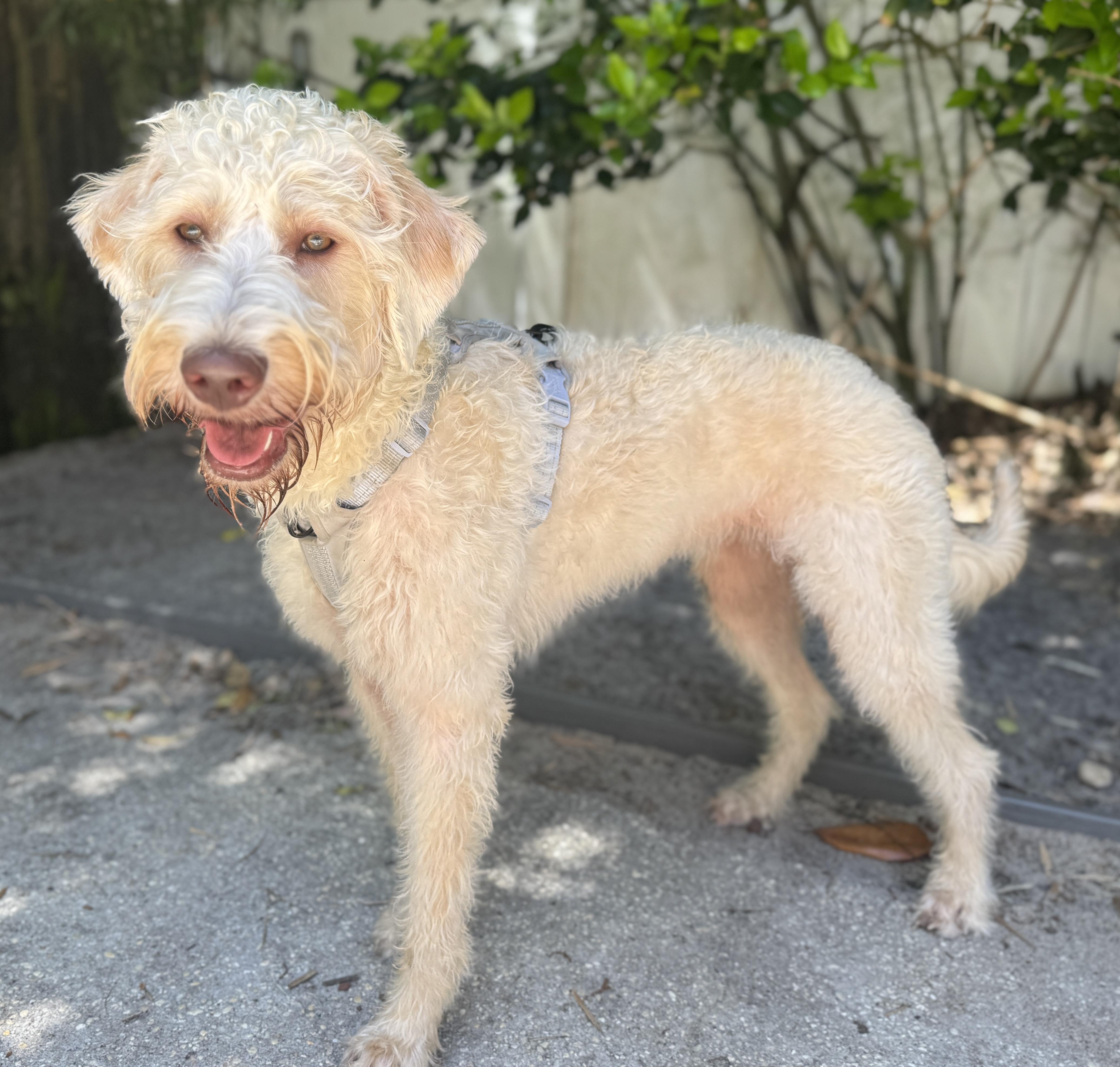Enlarge Remy, a ADOPTABLE Labradoodle in Navarre, FL image 1/4