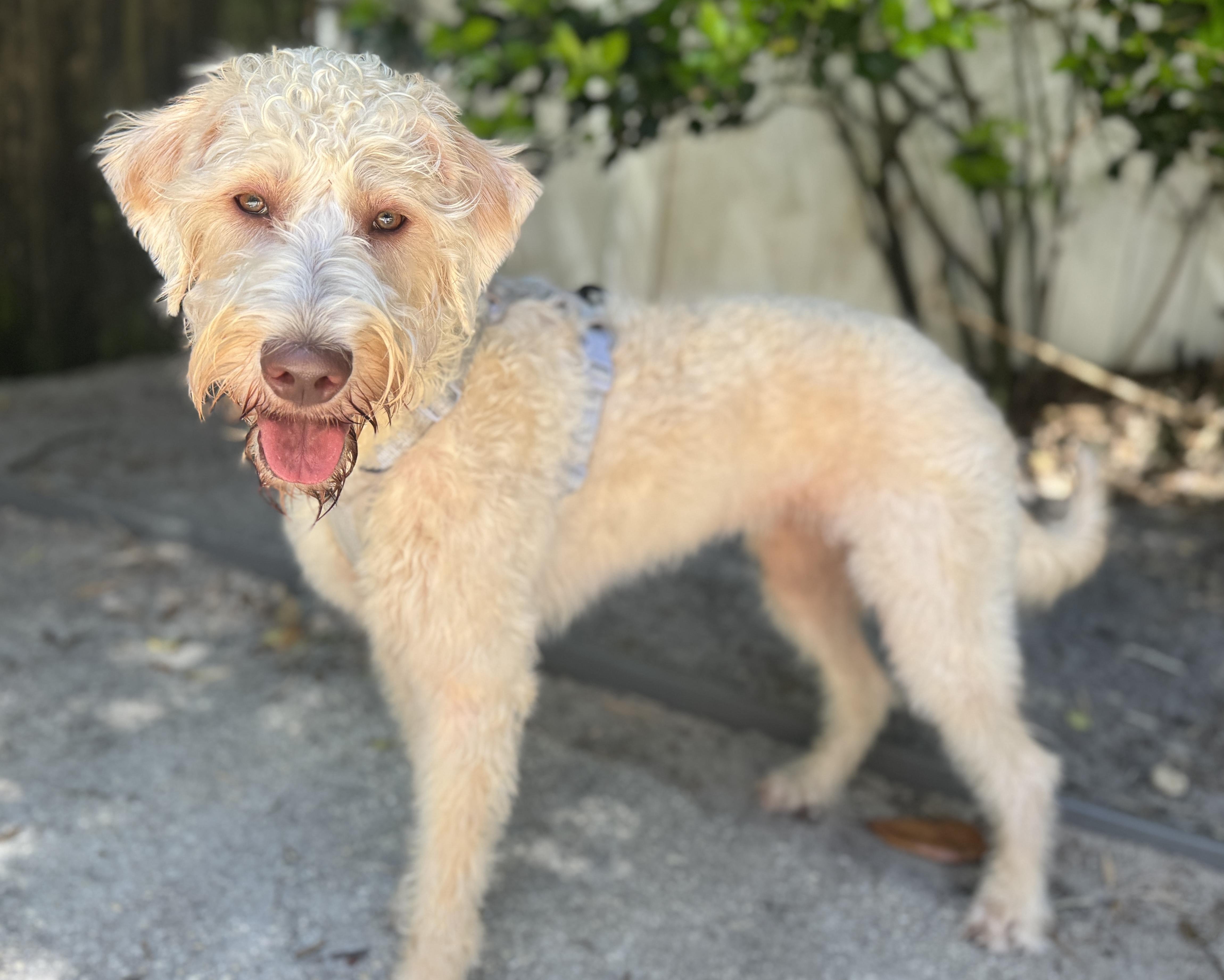 Enlarge Remy, a ADOPTABLE Labradoodle in Navarre, FL image 4/4