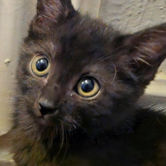 Enlarge Gidget, an adopted mixed breed in Richardson, TX image 2/2