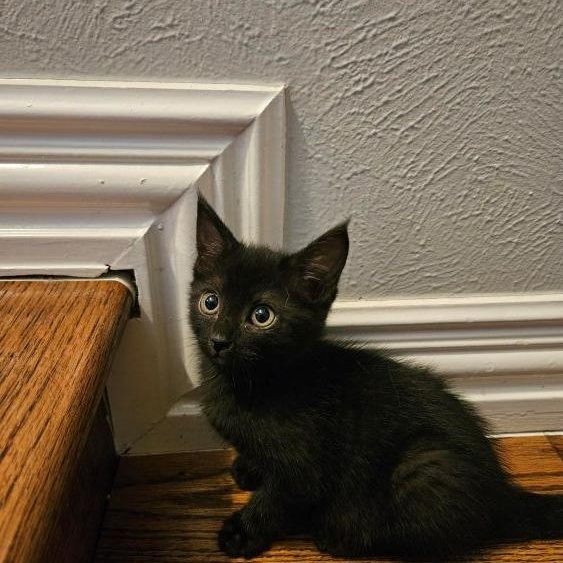 Gidget, adopted, Kitten Female American Shorthair & Domestic Short Hair.